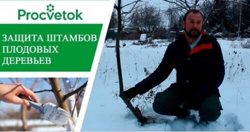 Защита плодовых деревьев от солнечных ожогов и грызунов. Побелка