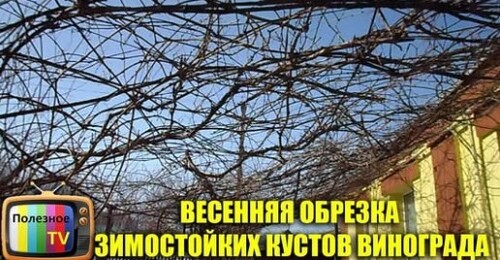 ВЕСЕННЯЯ ОБРЕЗКА ЗИМОСТОЙКИХ КУСТОВ ВИНОГРАДА ОБРЕЗКА ВИНОГРАДА НА АРКЕ