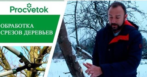 Правила обрезки плодовых деревьев и обработки срезов