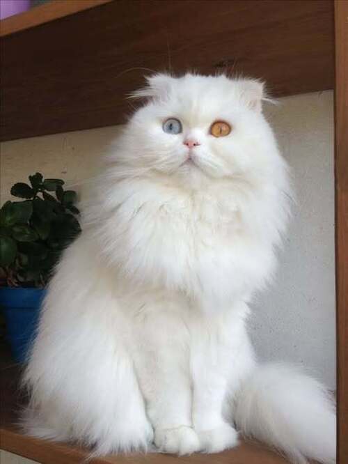 ЛЕДЕНЯЩАЯ КРОВЬ ИСТОРИЯ