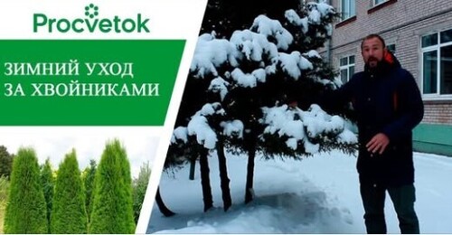 Уход за хвойными растениями зимой - залог хорошего декоративного вида растений