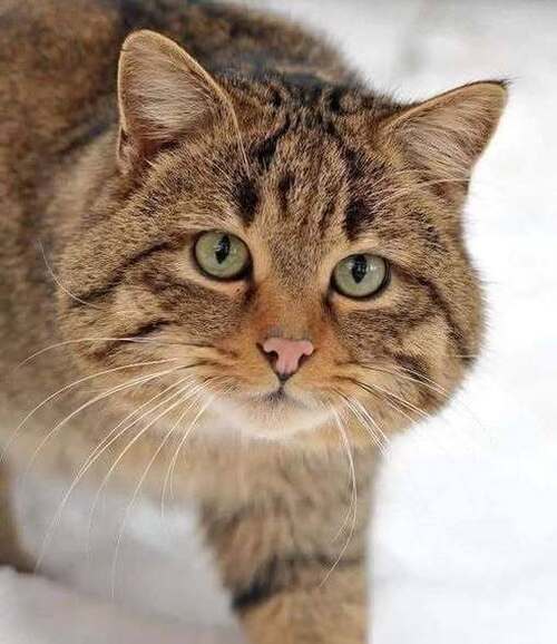 КОТОПЁС ВАСЬКА