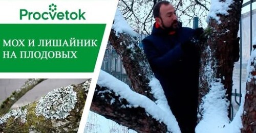 Мох и лишайник на плодовых деревьях. Как бороться и бороться ли вообще?