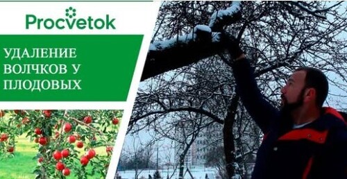 Волчки на плодовых деревьях - угроза вашему урожаю! Удаление волчков