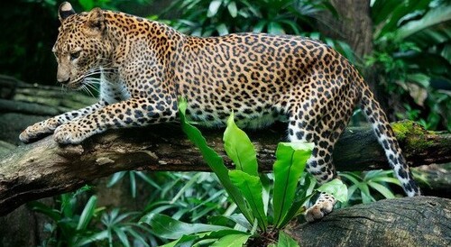 29 листопада - Міжнародний день ягуара: Прикмети та забобони