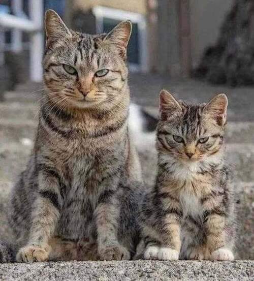 Бабушка–привидение