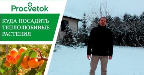 Ветролом. Как вырастить южные растения в средней полосе. Солнечные ловушки