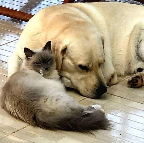 Как кошка с собакой