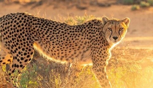 4 грудня - Всесвітній день охорони дикої природи: Прикмети та забобони