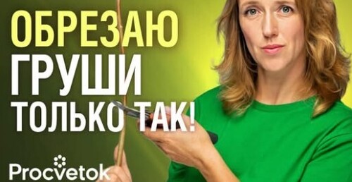 КАК ПРАВИЛЬНО ОБРЕЗАТЬ ГРУШУ?