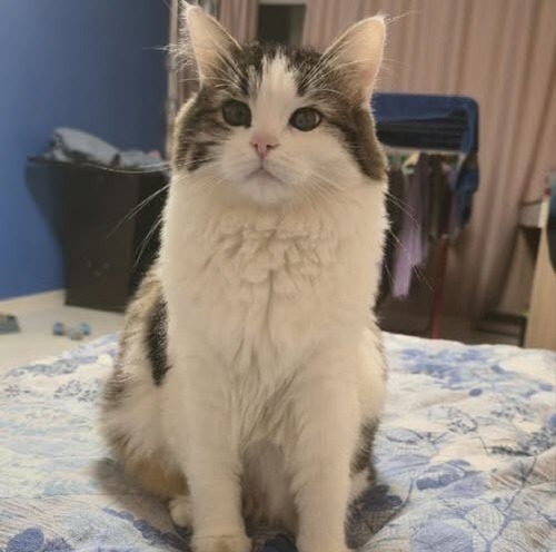 Сказки кошки Изеньки