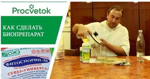 Обработка биофунгицидами от грибковых заболеваний. Биопрепараты. Результаты эксперимента