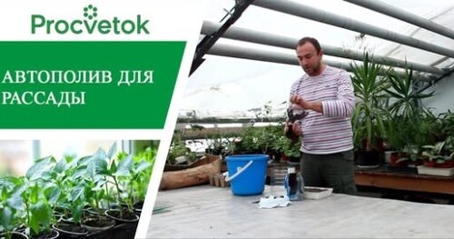 Парник с автополивом для выращивания рассады. Фитильный полив