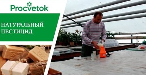 Органическое земледелие. Борьба с болезнями и вредителями растений - экологически чистый способ