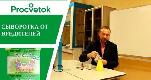 Тля и трипсы, мучнистая роса. Дешевый и эффективный способ борьбы