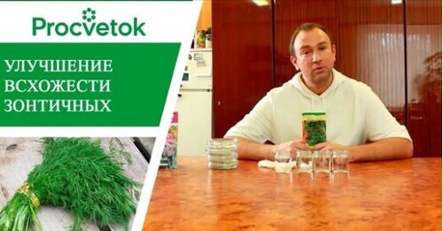 Морква, кріп, петрушка – підвищуємо схожість насіння