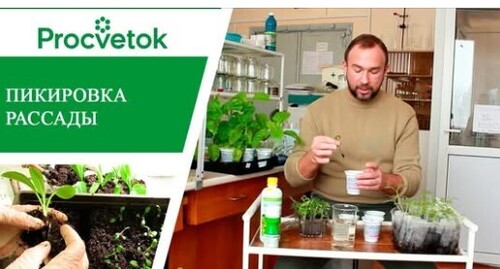 Пикировка томатов, перцев, баклажанов. Простые правила для богатых урожаев