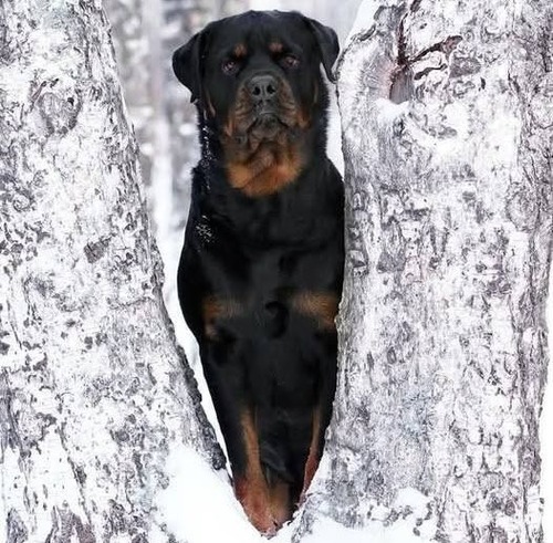 Беги, Тарантино