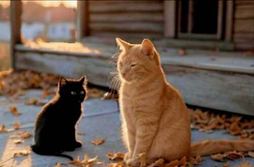 Остров надежды