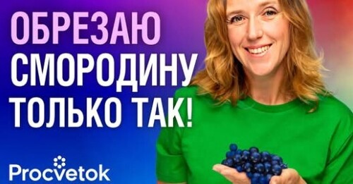 СМОРОДИНА РАЗМЕРОМ С ВИШНЮ ПРИ ТАКОЙ ОБРЕЗКЕ! Как правильно обрезать красную и черную смородину