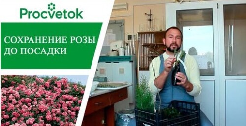 Как сохранить саженцы роз до посадки?