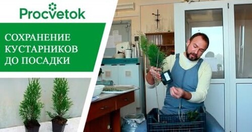 Саженцы почтой. Как хранить саженцы хвойных и лиственных кустарников, клематисы