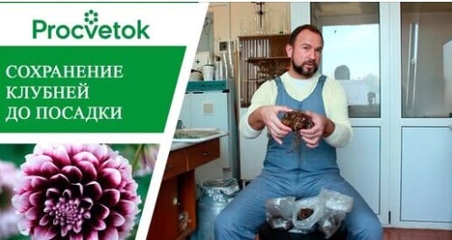 Семена и саженцы почтой. Как сохранить луковицы, клубни и корневища до посадки