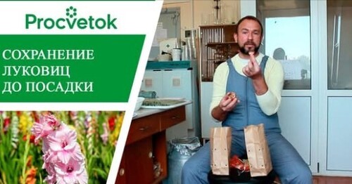 Гладиолусы. Как сохранить луковицы гладиолусов до посадки