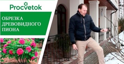 Пион. Простые правила обрезки древовидных пионов для пышного цветения