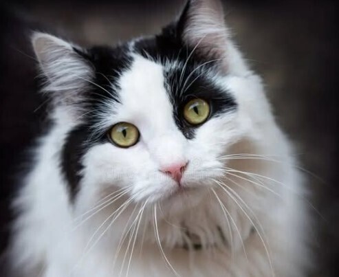 МАРТОВСКИЙ КОТ