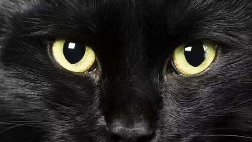 ВОЛШЕБНЫЙ КОТ