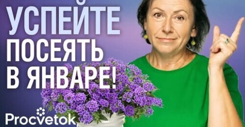 ЧТО СЕЯТЬ В ЯНВАРЕ НА РАССАДУ? Острый перец, вербену и много чего еще