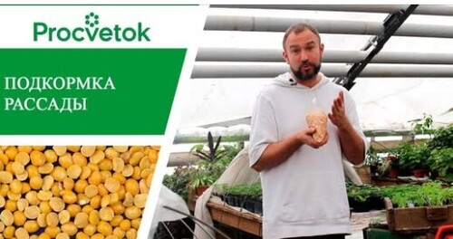 Рассада помидор, перцев, баклажанов. Подкормка рассады для богатого урожая