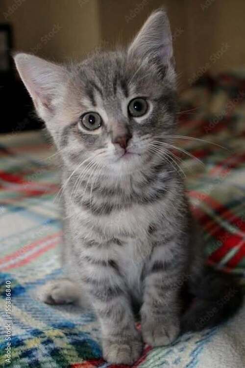 Серый зеленоглазый красавец