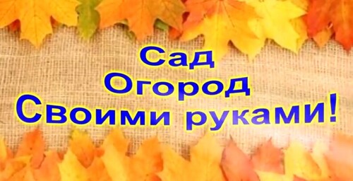 БЕЛОКРЫЛКА, ТЛЯ, ПАУТИННЫЙ КЛЕЩ. ЧЕМ ИХ РЕАЛЬНО МОЖНО ПОБЕДИТЬ!