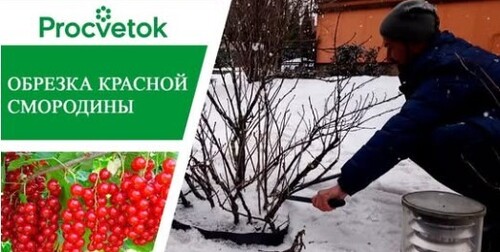 Смородина. Как получить богатый урожай? Обрезка красной смородины