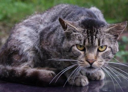 О Короле — отце всего двора