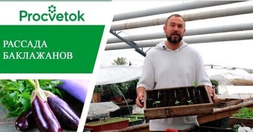 Баклажаны. Эти секреты выращивания рассады баклажанов сохранят ваш урожай!