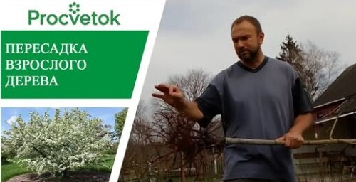 Пересадка плодовых деревьев. Как правильно пересадить яблоню