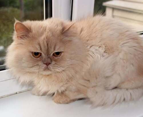 НИКЧЁМУШКА