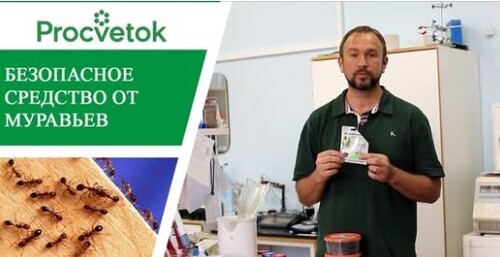 Борьба с муравьями. Полезный совет по борьбе с насекомыми в саду, в огороде, на даче, в теплице
