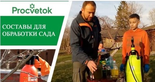 Искореняющая обработка сада. Обработка плодового сада от болезней и вредителей