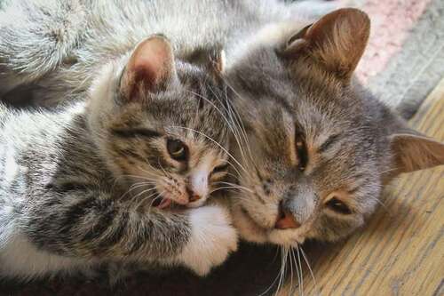 НАСТОЯЩАЯ МАМА