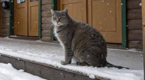 Мурка и котенок Тишка