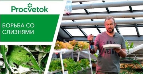 Как бороться со слизнями. Эффективный метод борьбы со слизнями в огороде