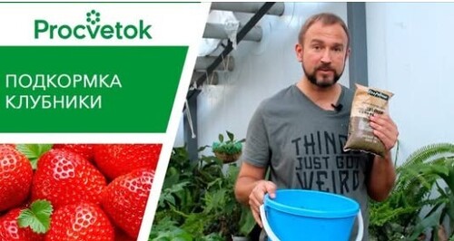 Эффективная ПОДКОРМКА КЛУБНИКИ