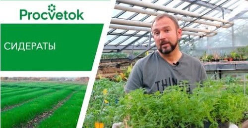 Сидераты. Органическое удобрение для экологически чистых урожаев!