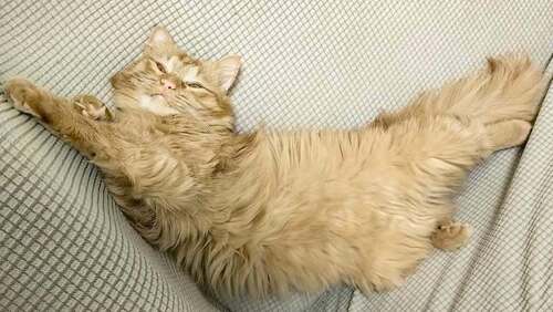 История Вадима и Рыжика