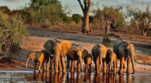 Германии грозят 40 тысяч слонов