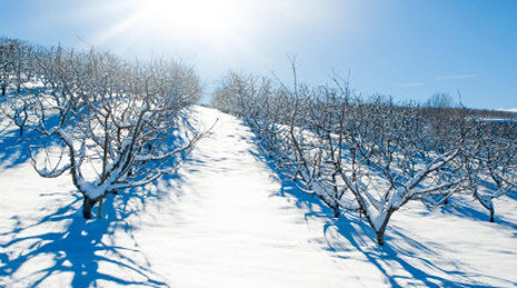 Місячний календар городника та садівника на лютий 2026 року